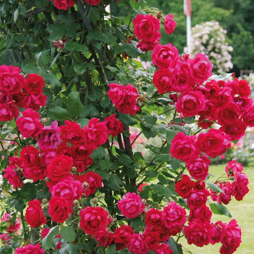 Trandafir Catarator rosu Scarlet Climber, inflorire repetata