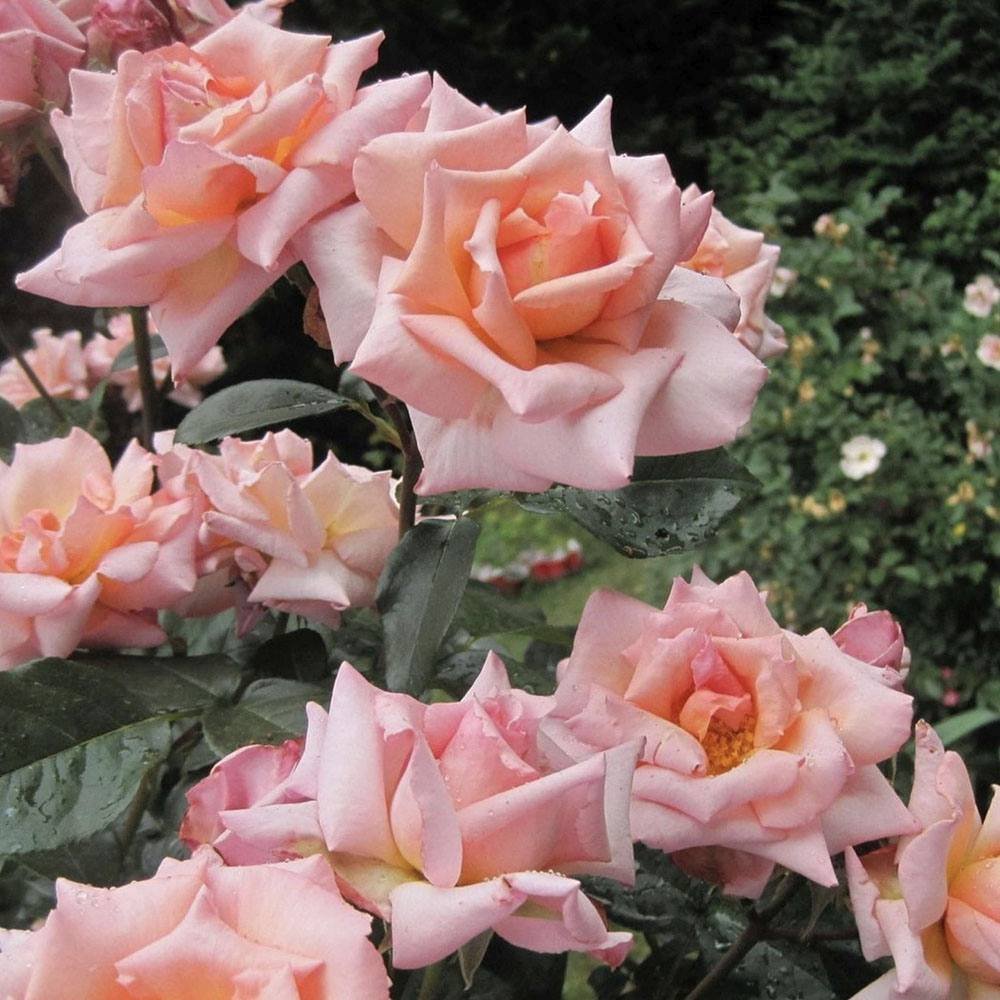 Катерлива роза розово-сьомон Compassion, с интензивен аромат