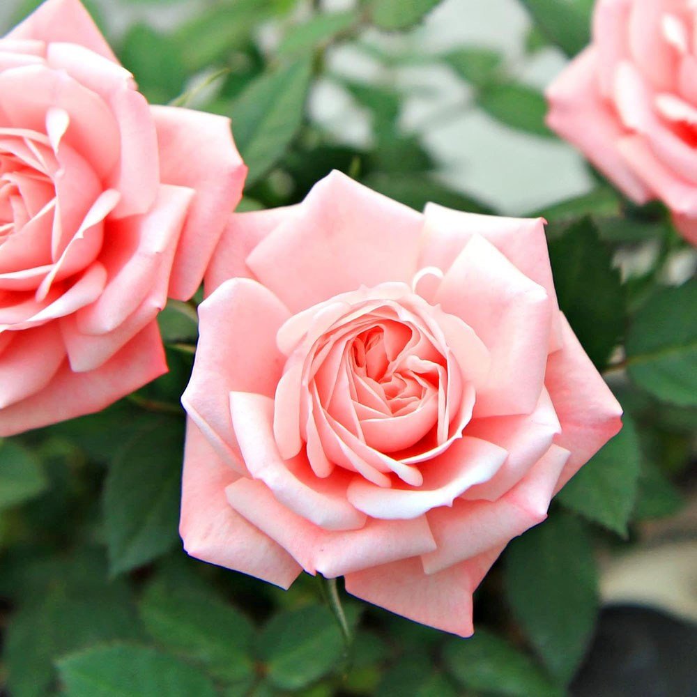 Катереща се роза-сьомга Състрадание, интензивен аромат