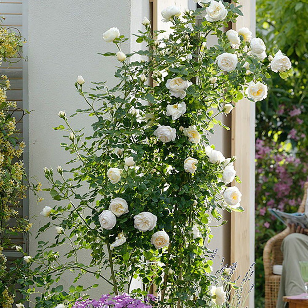 Trandafir Catarator alb-creme-roz Uetersener Klosterrose, inflorire repetata, parfum dulce