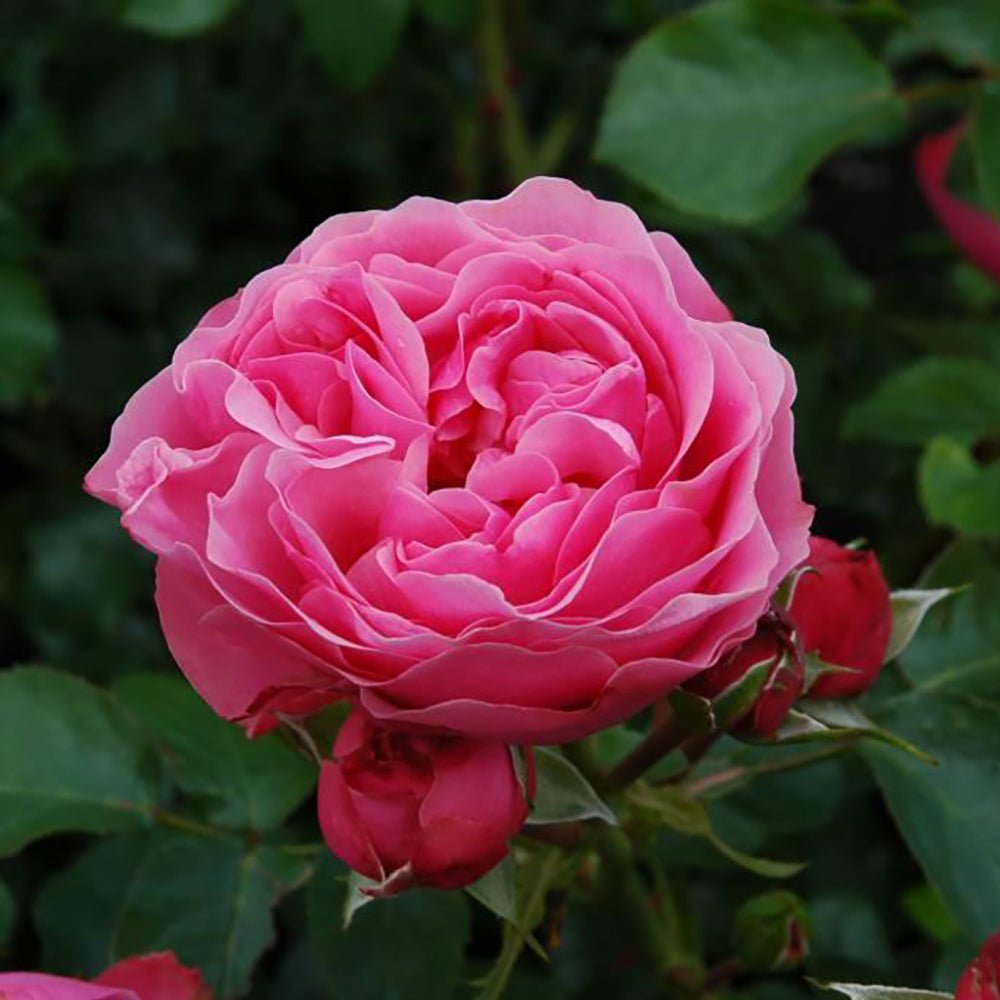 Trandafir Pomisor roz-inchis Leonardo Da Vinci, inflorire repetata