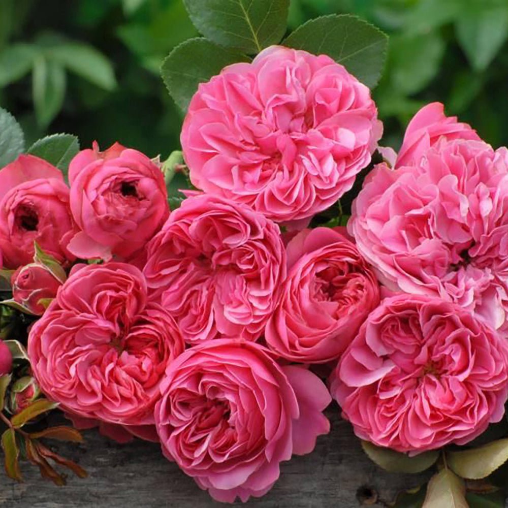 Trandafir Pomisor roz-inchis Leonardo Da Vinci, inflorire repetata