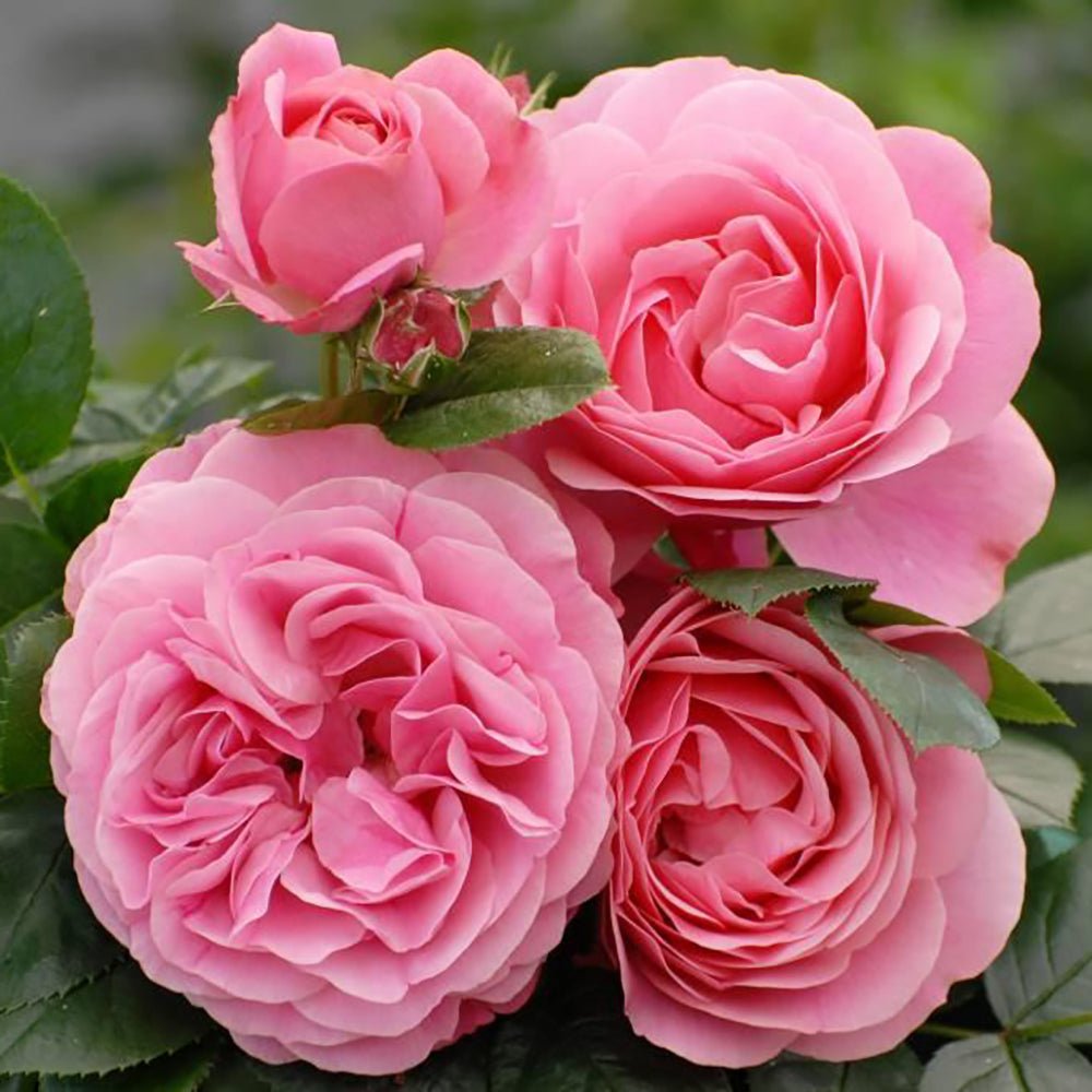 Trandafir Pomisor roz-inchis Leonardo Da Vinci, inflorire repetata