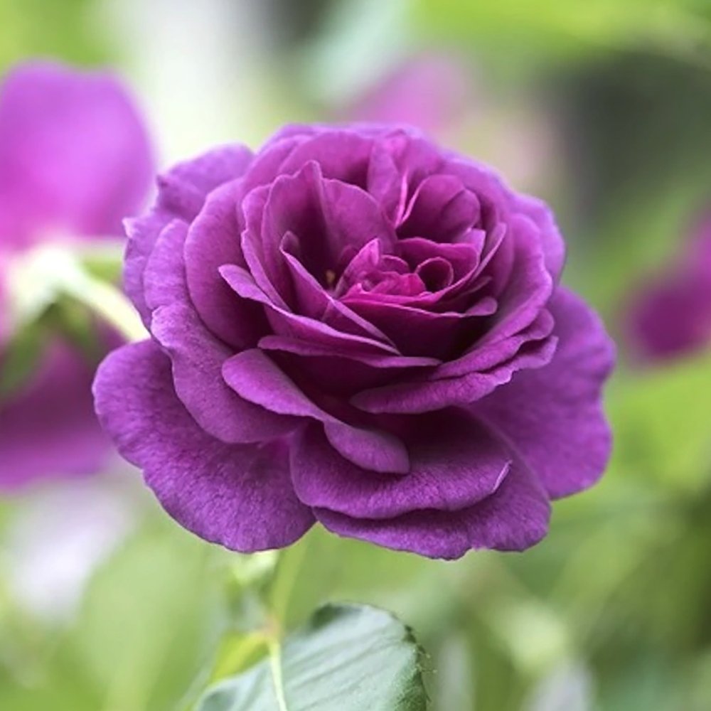 Trandafir Pomisor violet Minerva, parfum intens
