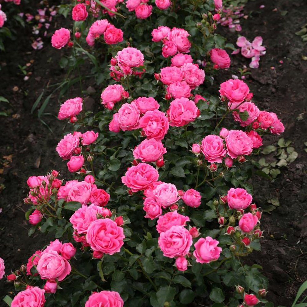 Trandafir Pomisor roz-inchis Moin Moin, parfum intens