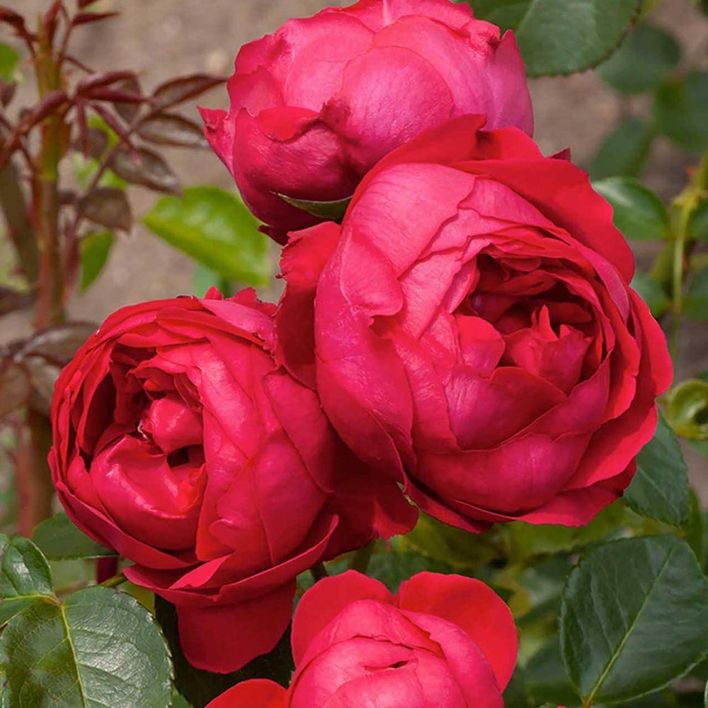 Trandafir Pomisor rosu Red Meilove, inflorire repetata