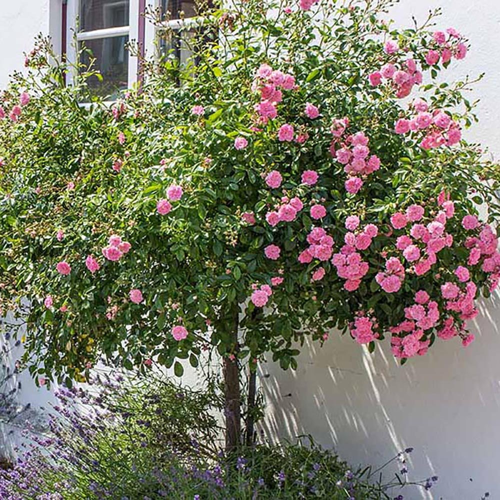Trandafir Pomisor roz Rose Meilove, inflorire repetata