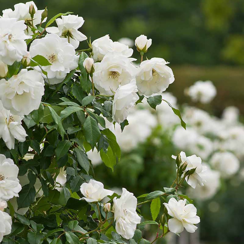 Trandafir Pomisor Alb Royal White, inflorire repetata