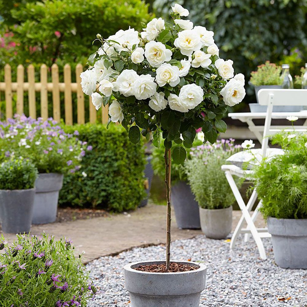 Trandafir Pomisor Alb Schneewitchen, inflorire repetata