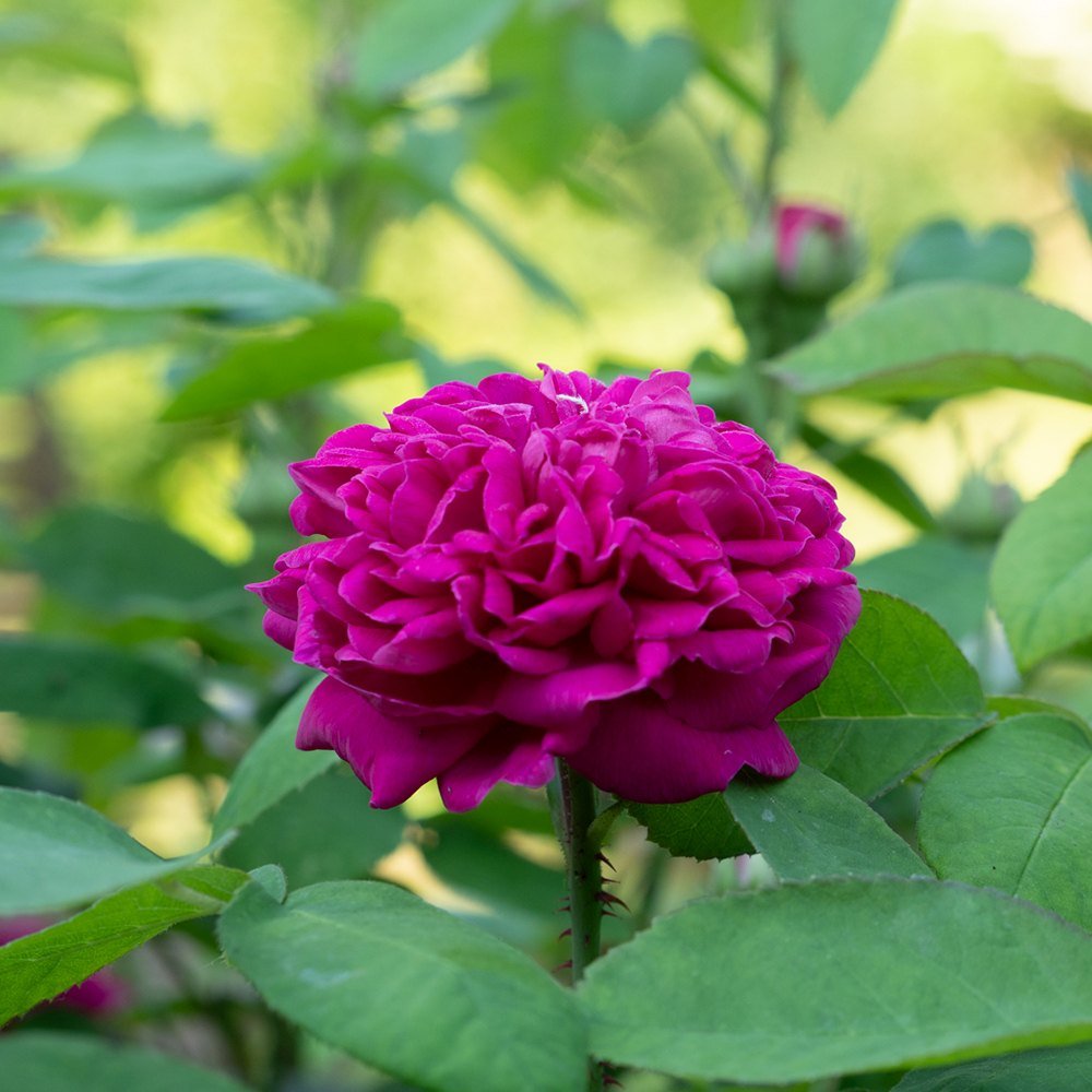 Trandafir de dulceata Teahibrid roz-violet Rose de Rescht, inflorire repetata