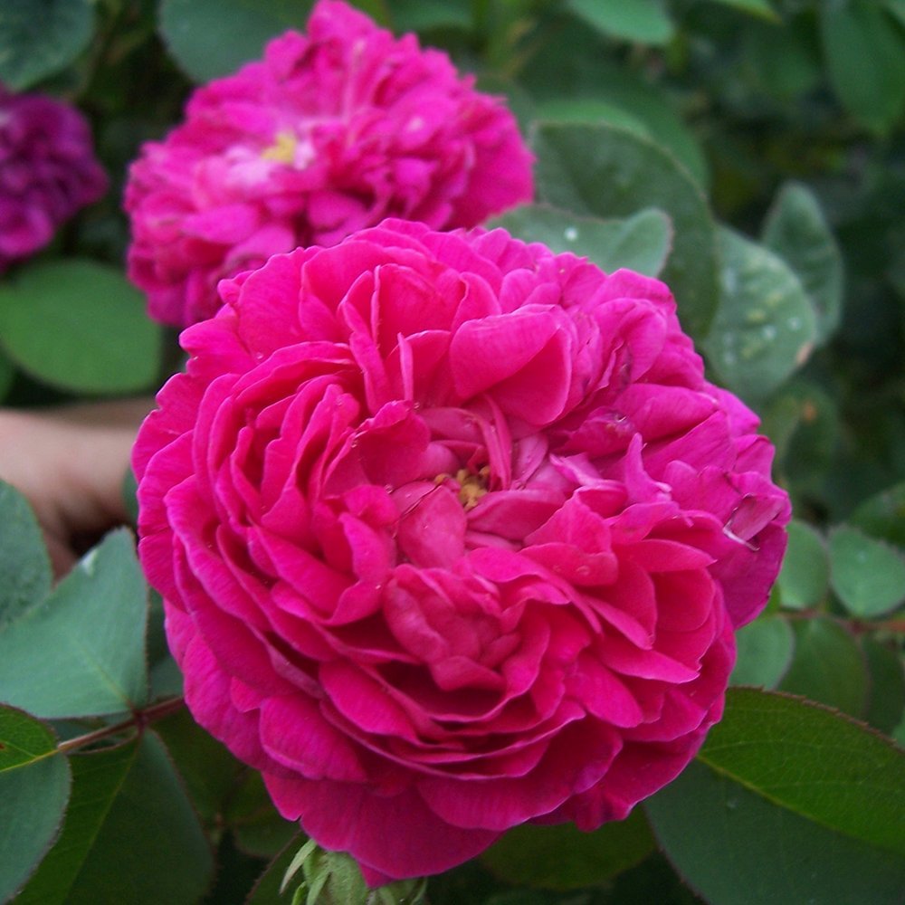 Trandafir de dulceata Teahibrid roz-violet Rose de Rescht, inflorire repetata