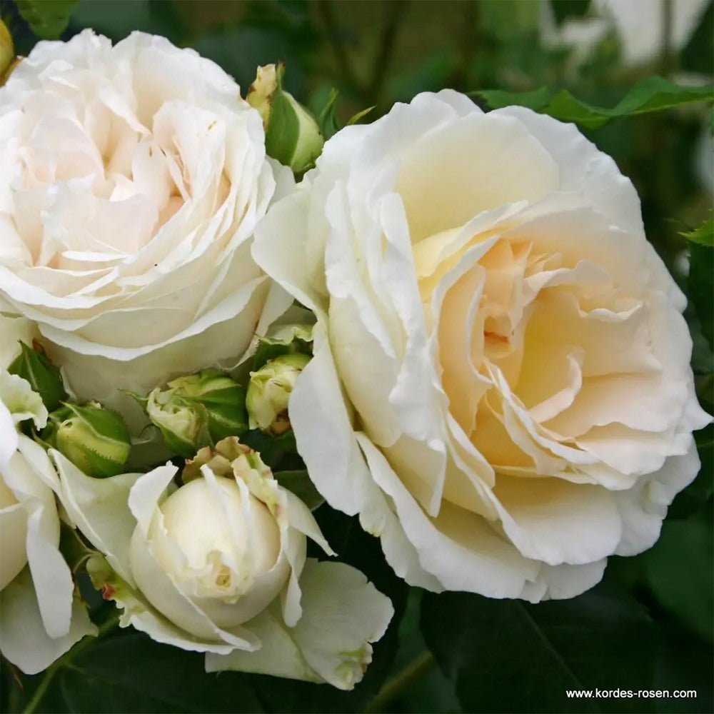 Trandafir floribunda alb Kosmos, cu parfum intens