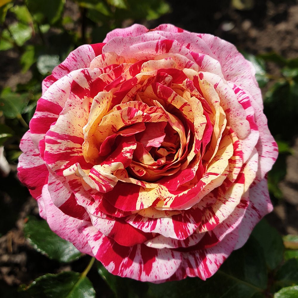 Trandafir Floribunda alb-rosu dungat Abracadabra, inflorire repetata