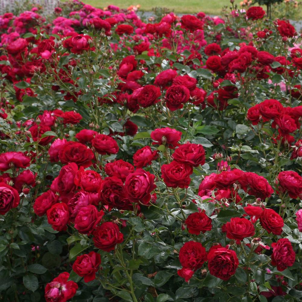 Trandafir Floribunda rosu-catifelat Bordeaux, cu parfum intens