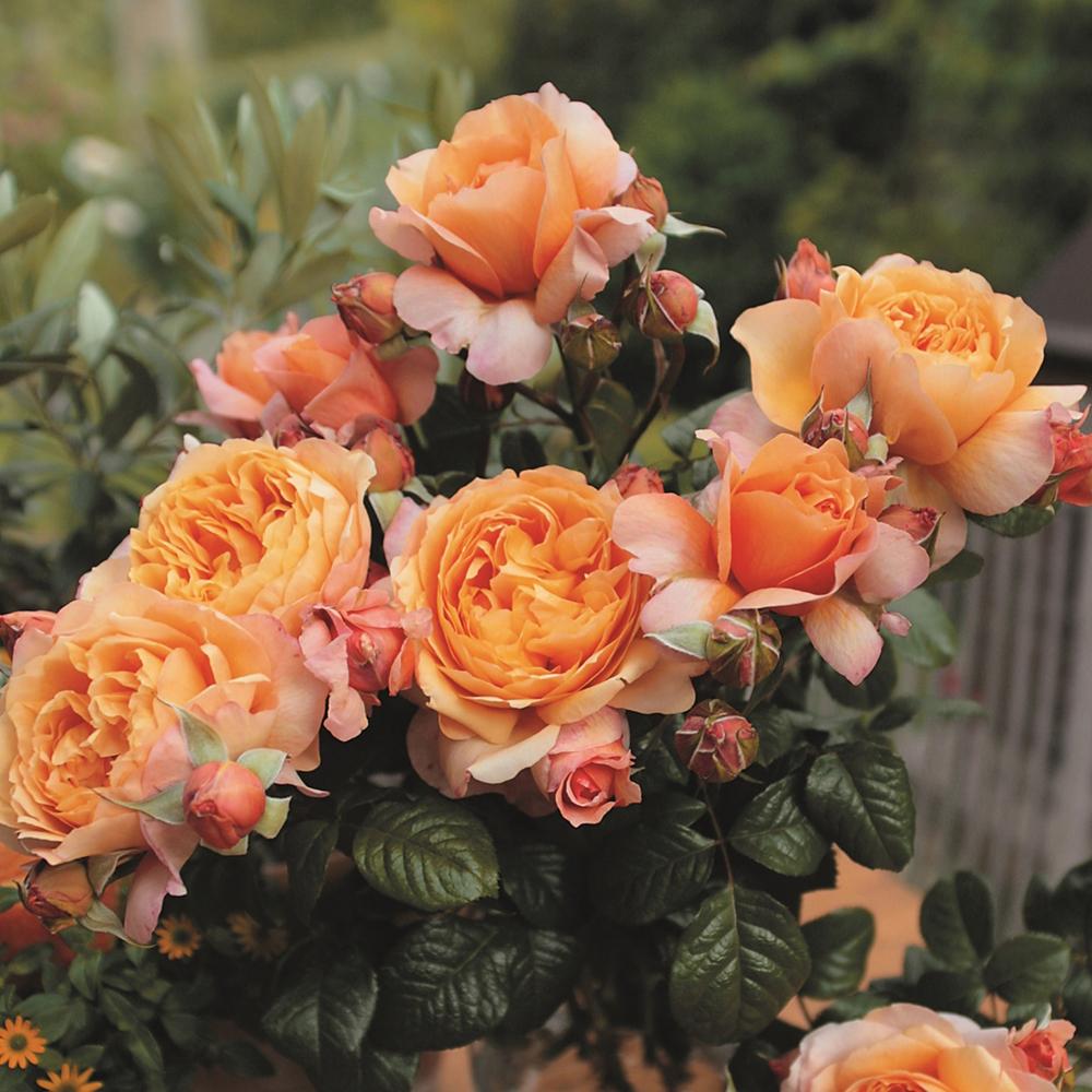 Trandafir Floribunda portocaliu-cais Capri, cu parfum intens