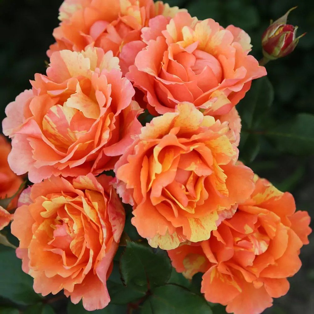 Trandafir Floribunda cupru-cais Lollipop, cu inflorire repetata