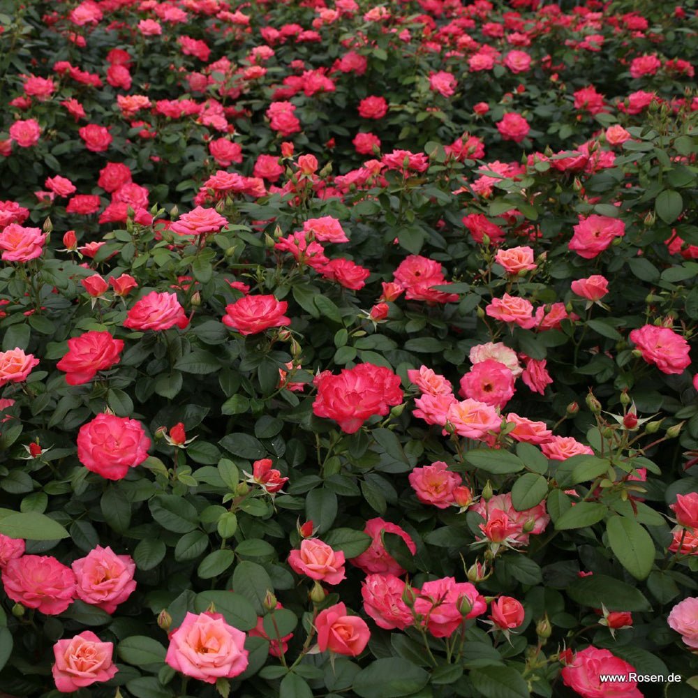 Trandafir Floribunda apricot-cais Enjoy, inflorire repetata