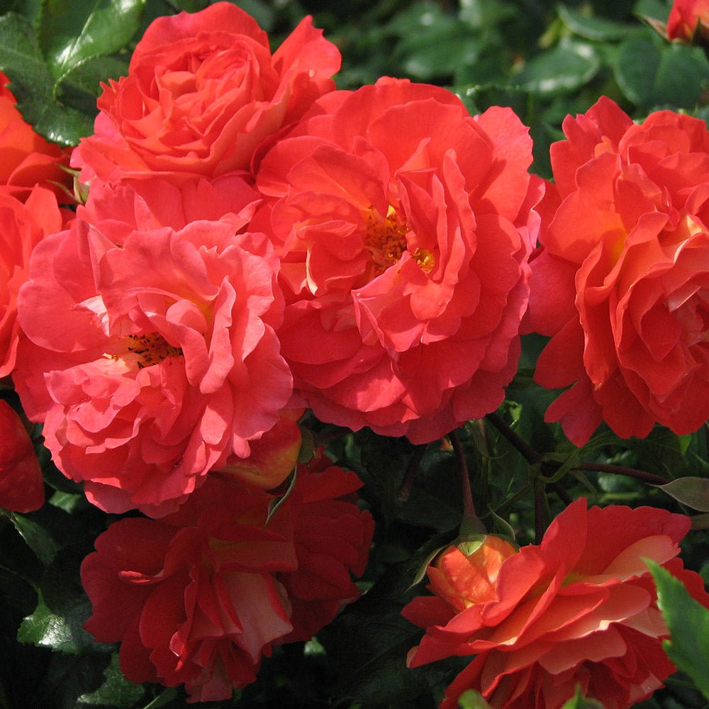Trandafir Floribunda galben-portocaliu Gebrüder Grimm, inflorire repetata
