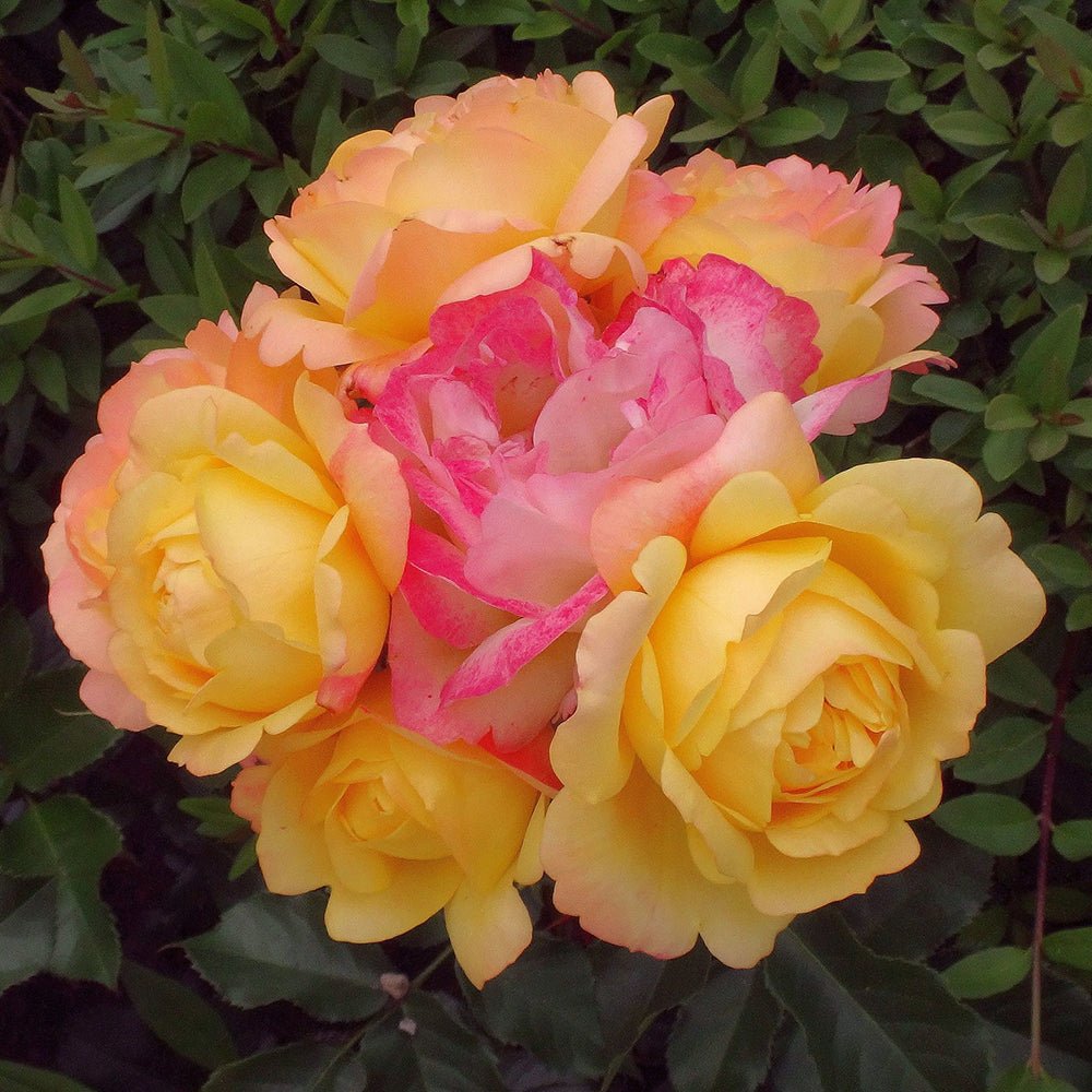 Trandafir Floribunda galben-rosu Lampion, inflorire repetata