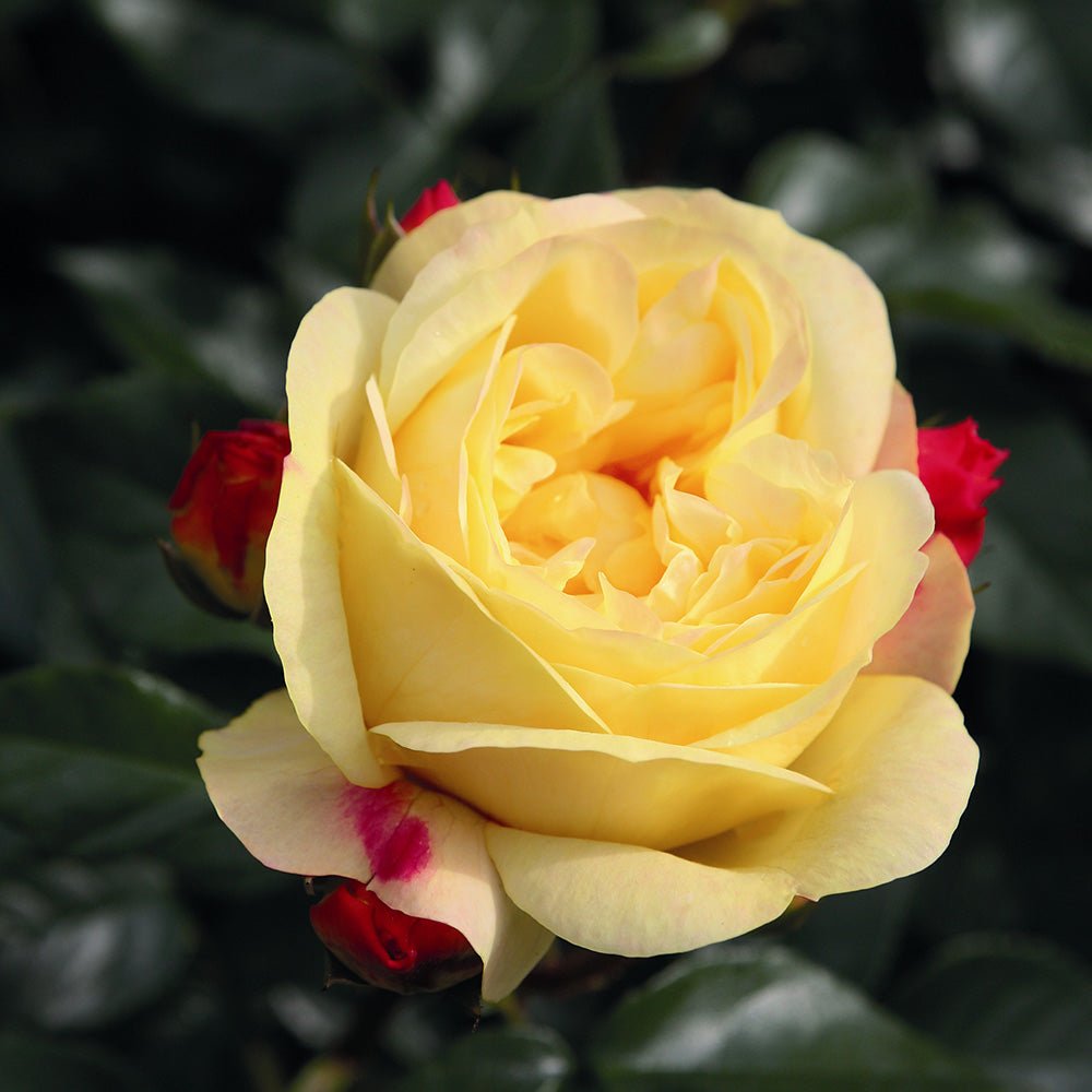 Trandafir Floribunda galben-rosu Lampion, inflorire repetata