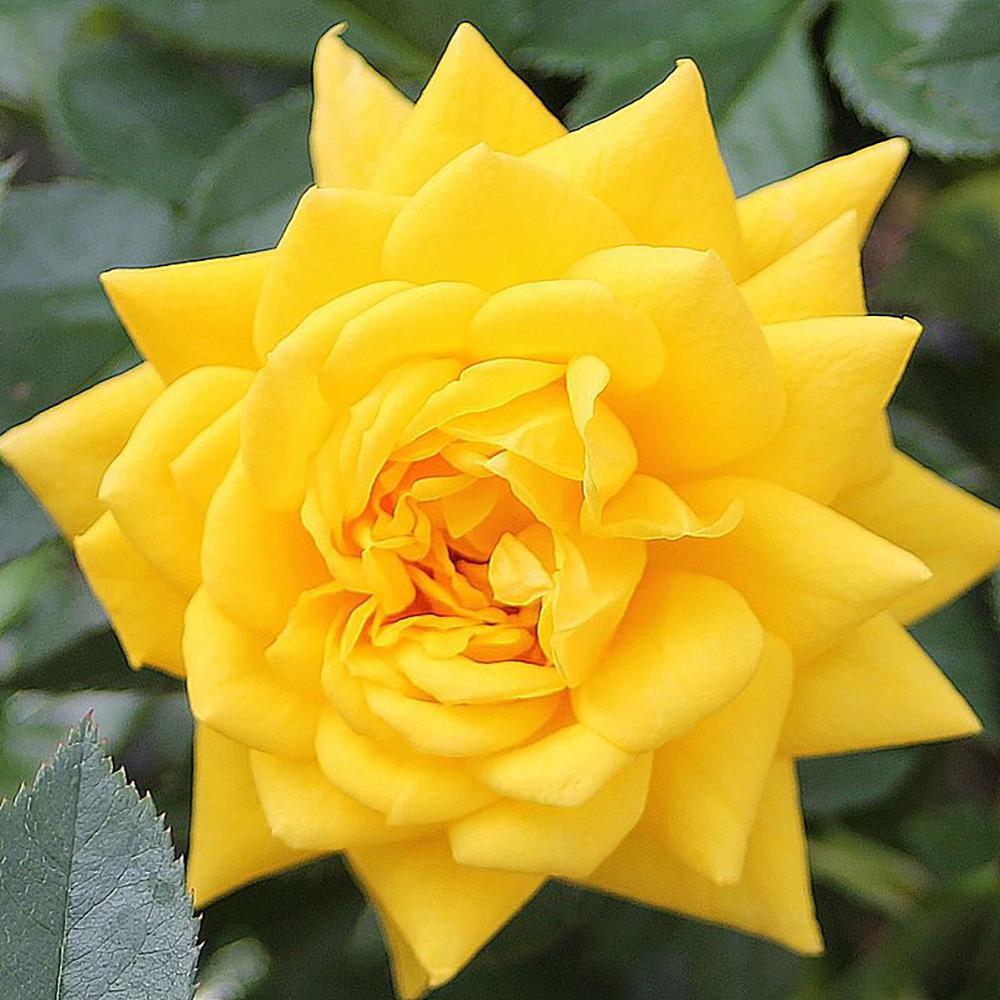 Trandafir Pitic Floribunda galben-aurie Goldjuwel, inflorire repetata