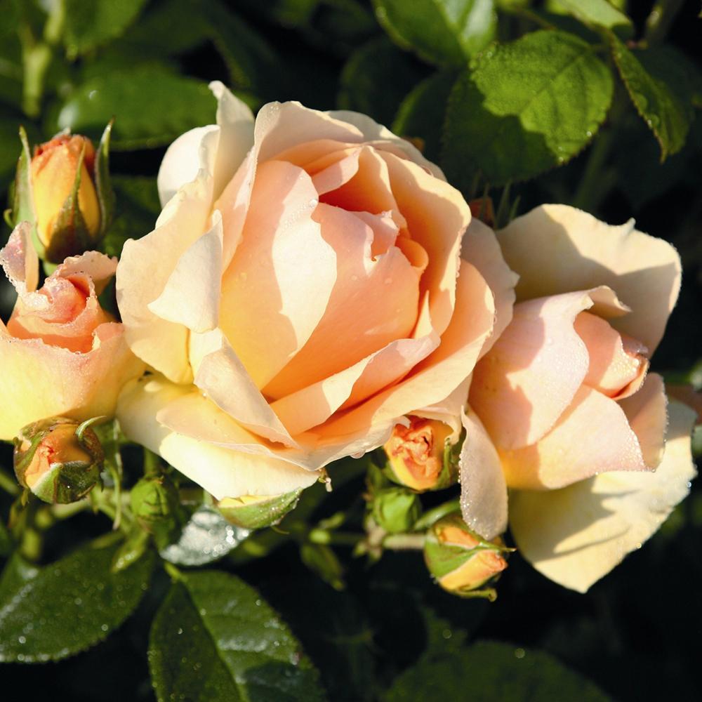Trandafir Floribunda ambra-cais Hansestadt Rostock, inflorire repetata