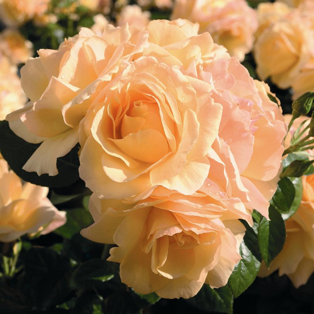 Trandafir Floribunda ambra-cais Hansestadt Rostock, inflorire repetata