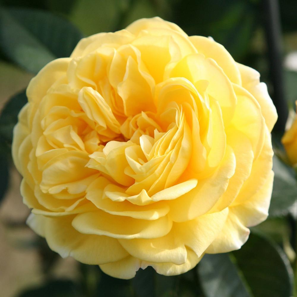 Trandafir Floribunda galben-portocaliu Inka, inflorire repetata