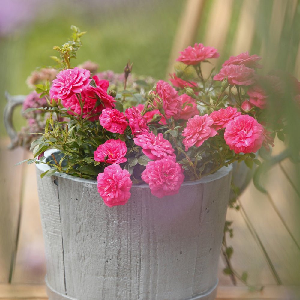 Trandafir Floribunda acoperitor roz-intens Knirps, inflorire repetata