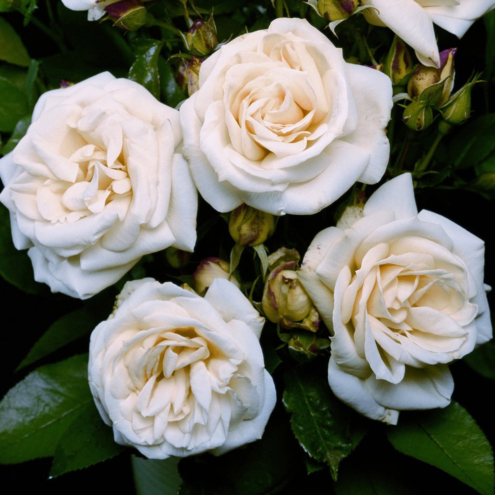 Trandafir Floribunda alb-roz pal La Paloma 85, inflorire repetata