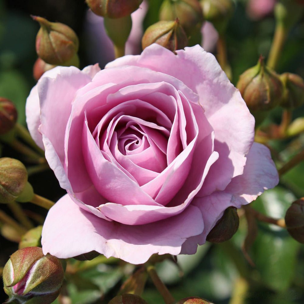 Trandafir Floribunda liliachiu Nautika, inflorire repetata