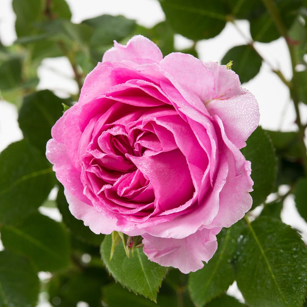 Trandafir Floribunda violet-deschis Lilac Topaz, inflorire repetata