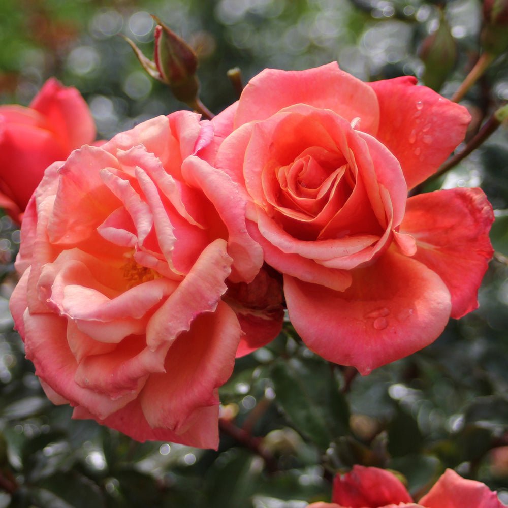 Trandafir Floribunda rosu-portocaliu-somon Melusina, inflorire repetata