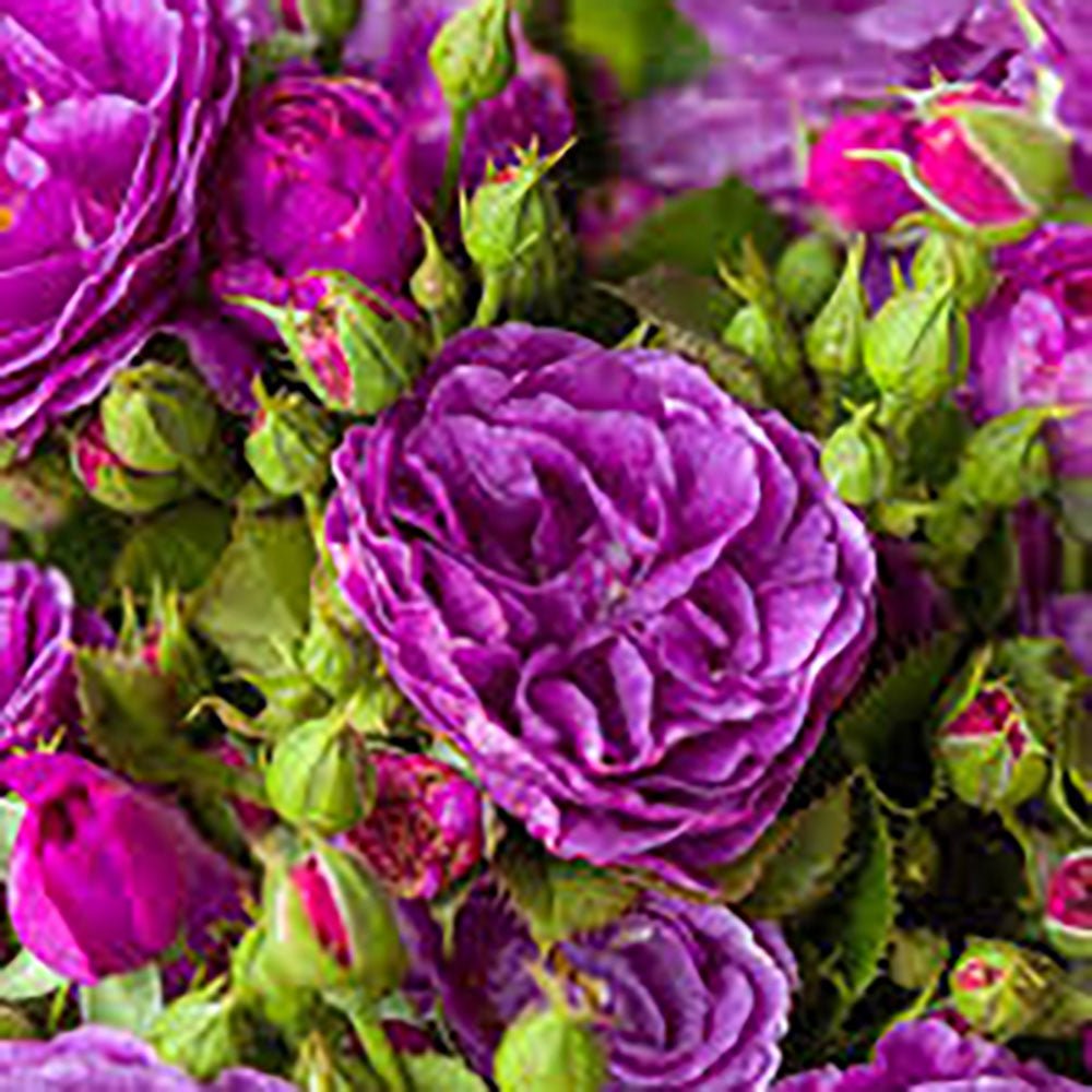 Trandafir Floribunda liliachiu-violet Minerva, cu parfum intens