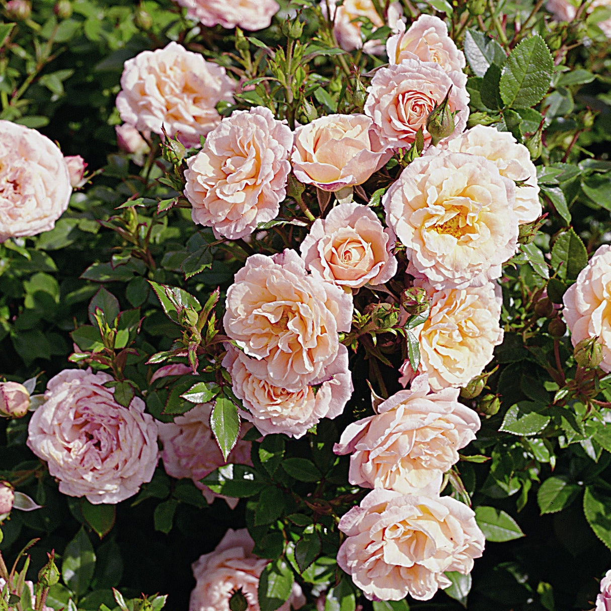 Trandafir Pitic Floribunda crem-piersica Peach Clementine, inflorire repetata