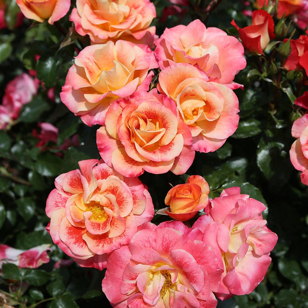Trandafir Floribunda roz-pal si rosu-portocaliu Airbrush, inflorire repetata