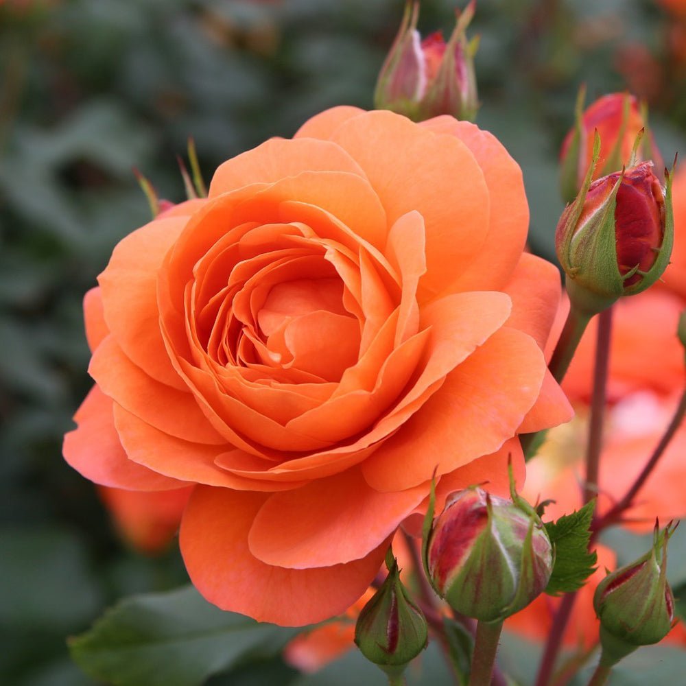 Trandafir Floribunda portocaliu Phoenix, inflorire repetata
