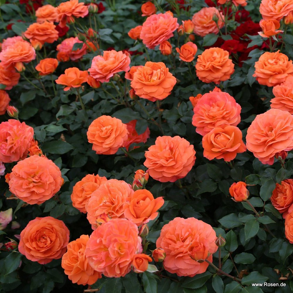 Trandafir Floribunda portocaliu Phoenix, inflorire repetata