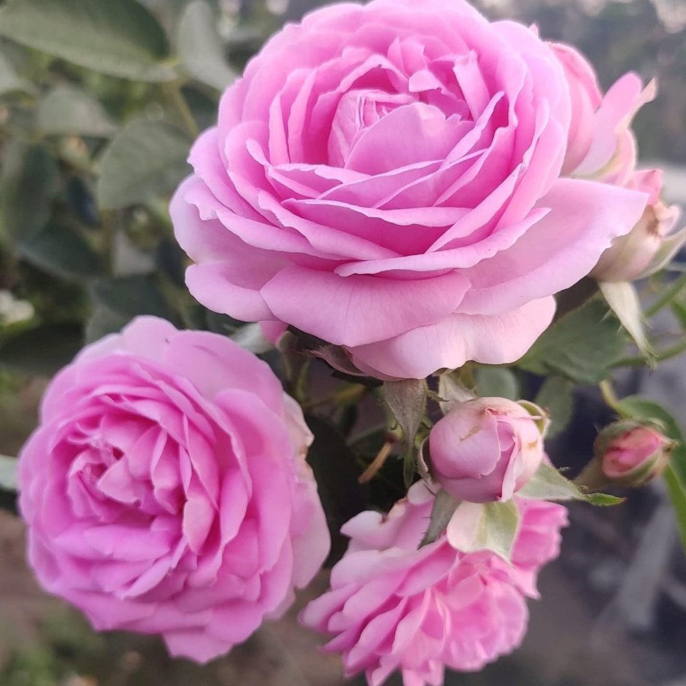 Trandafir Floribunda roz intens Ozeana, cu parfum intens