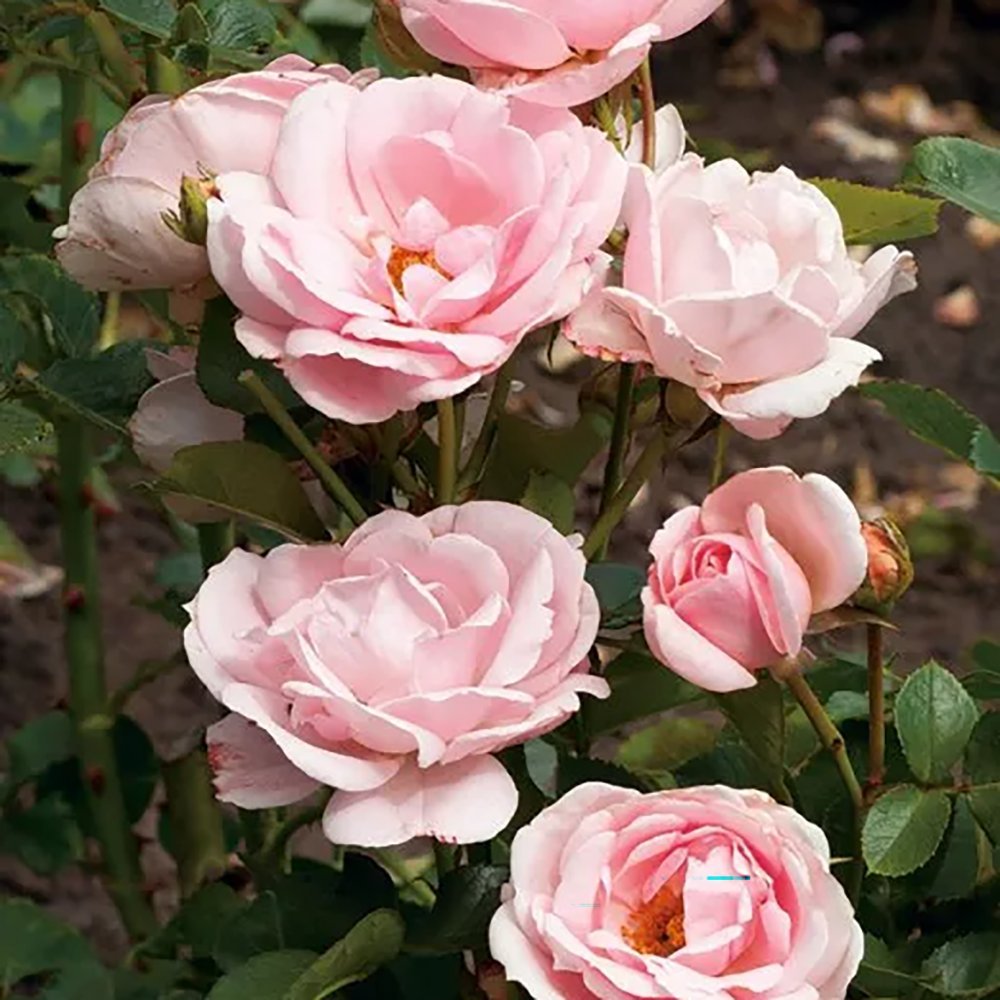 Trandafir Floribunda roz-pal Ballade, inflorire repetata