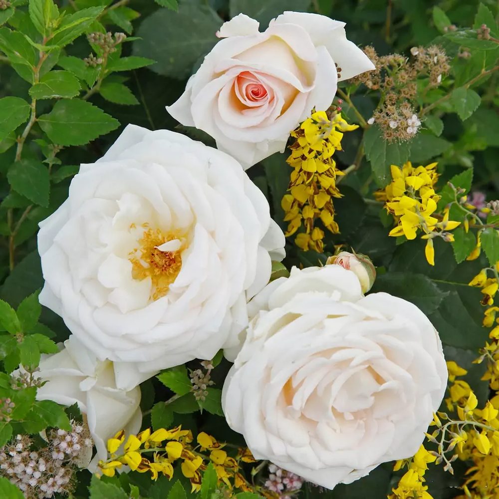 Trandafir Floribunda roz-pal Grafin Elke zu Rantzau, cu parfum intens
