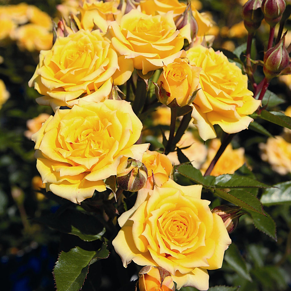 Trandafir Pitic Floribunda galben Yellow Clementine, inflorire repetata