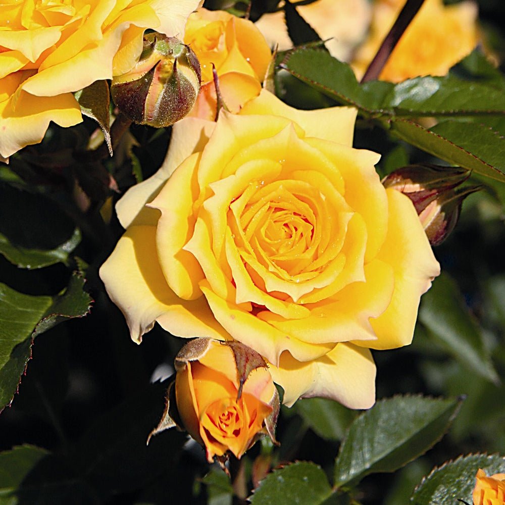 Trandafir Pitic Floribunda galben Yellow Clementine, inflorire repetata