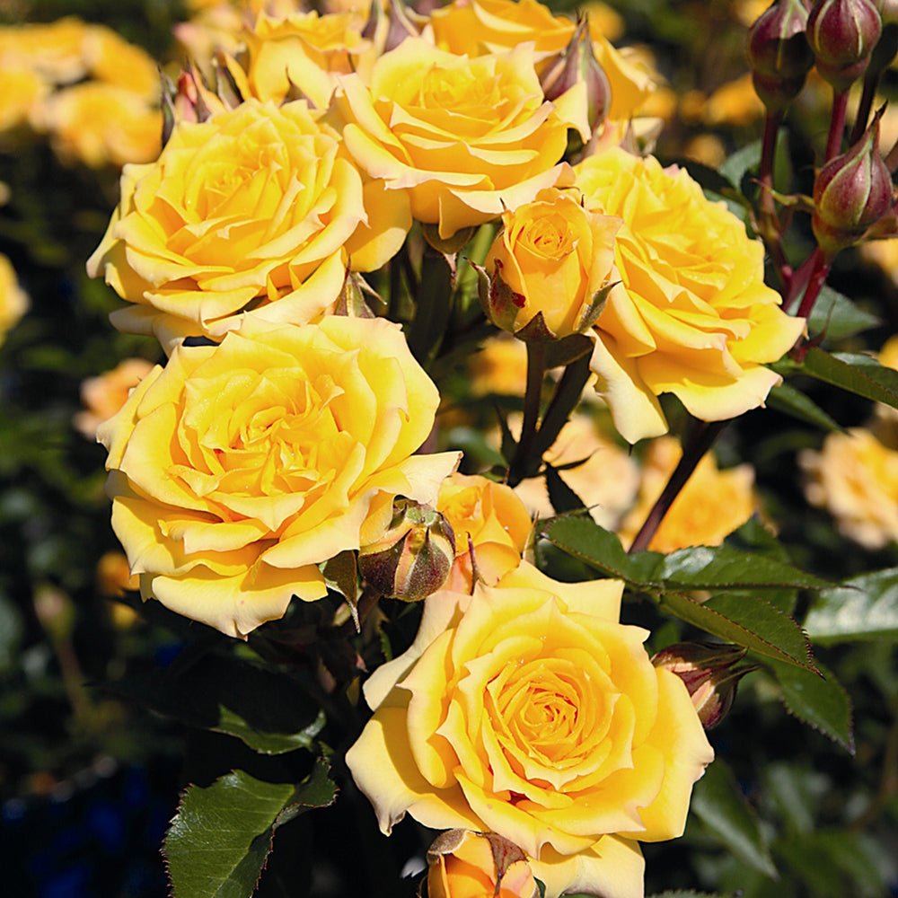 Trandafir Pitic Floribunda galben Yellow Clementine, inflorire repetata