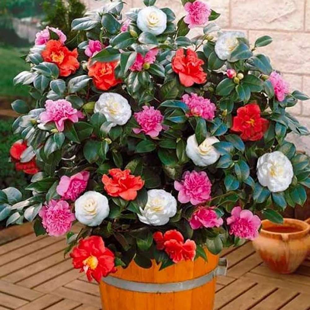 Trandafir Japonez Camellia Tricolor, cu flori roz-alb-rosu