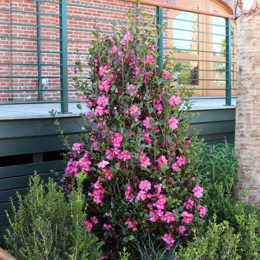 Trandafir Japonez Camellia Sasanqua Sylvia, cu flori roz-inchis si parfum intens