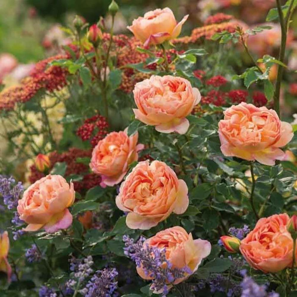 Trandafir Lady of Shalott, cu flori portocalii foarte parfumate