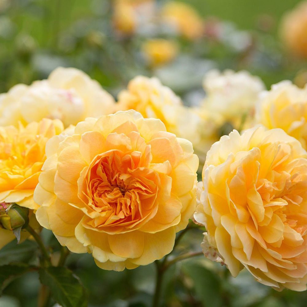 Trandafir tarator Galben Yellow Fairy, inflorire repetata