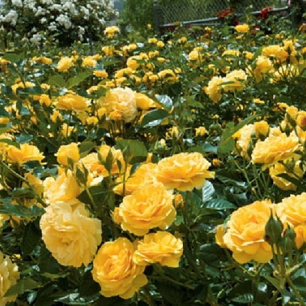 Trandafir tarator Galben Yellow Fairy, inflorire repetata