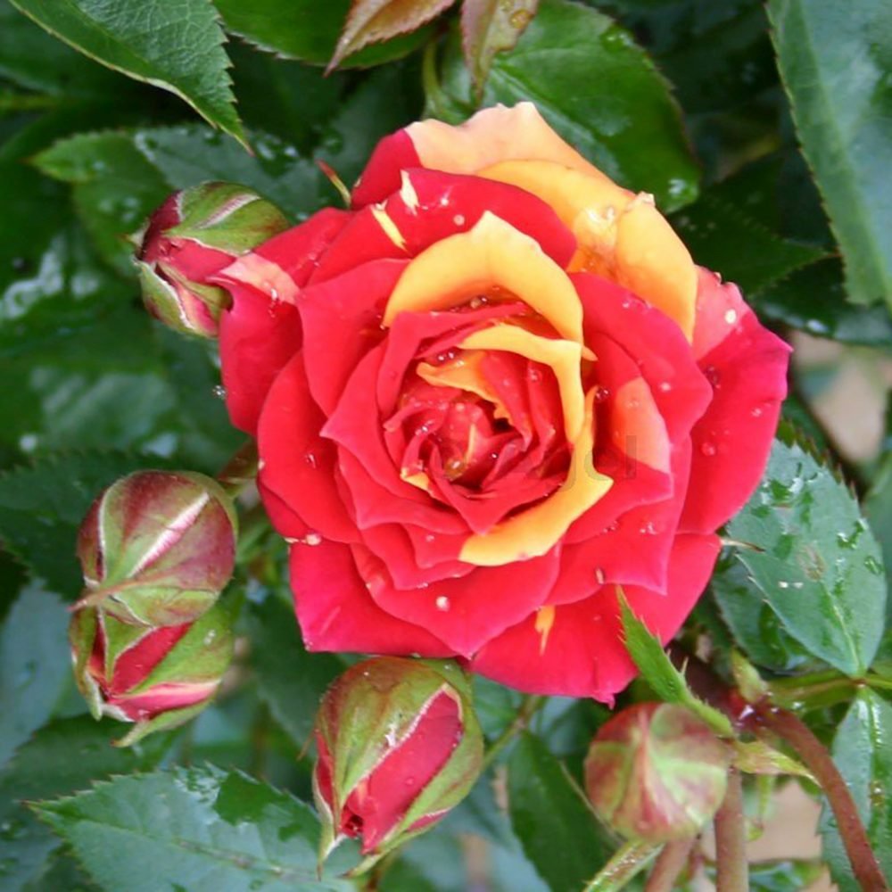 Trandafir pitic rosu deschis Chili Clementine, parfum intens